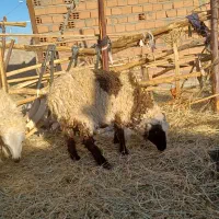 دوتا بره نر چاق سرحال شاخی و یک بز چاق