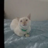گربه سفید خونگی