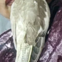 گمشده عروس هلندی