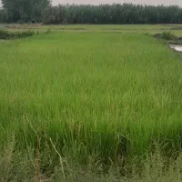 بذر شالی
