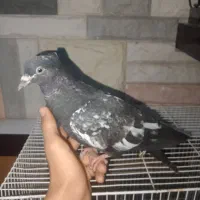 کفتر سینه سیاه دست