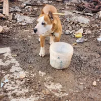 سگ پیتبول و سیره قناری|سگ|بازرگان, |دیوار