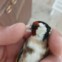سهره ماده
