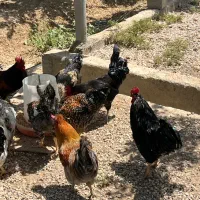 خروس|حیوانات مزرعه|اصفهان, محمودآباد|دیوار
