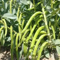 بذر باقلا هیستال هفت بند درجه یک ب شرط