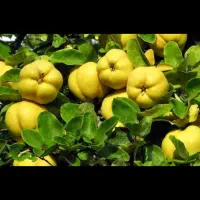 میوه به