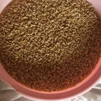 فروش کیسه گندم دهدشت کیلویی ۳۰هزار|عمده‌فروشی|سرپل ذهاب, |دیوار