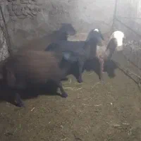 کاور نر داشتی