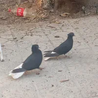 14تا باهم 12ملیون|پرنده|مهران (ایلام), |دیوار