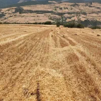 زمین-کشاورزی-گالیکش-کیارام-فرنگ