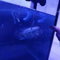 فلاور کینگ کامفا تاپ گرید وارداتی