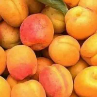 ارائه نهال زرد الو جهانگیری|خدمات باغبانی و درختکاری|گلپایگان, |دیوار