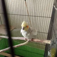 پرنده|پرنده|پاکدشت, پاکدشت (مامازند)|دیوار