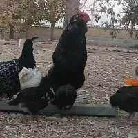 مرغ خروس جوجه گلین|حیوانات مزرعه|شیراز, گویم|دیوار