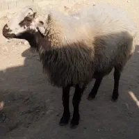 بره قوچ همو|حیوانات مزرعه|شیروان (خراسان), |دیوار