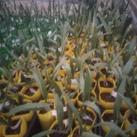 نمایندگی رسمی نخل کشت بافت و پاجوش گلخانه ای|خدمات باغبانی و درختکاری|برازجان, |دیوار