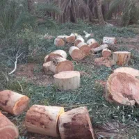 خریدارانواع چوب بابالاترین قیمت نقدنقددرمحل شما|خدمات باغبانی و درختکاری|سرپل ذهاب, |دیوار