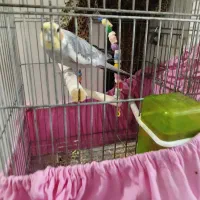 عروس هلندی یک سال خورده ای|پرنده|الیگودرز, |دیوار