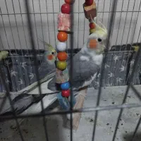 عروس هلندی