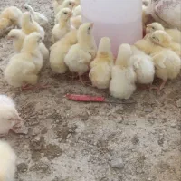 حراج ۲ هزار عدد جوجه گوشتی دونه ۵۸