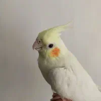 عروس هلندی ماده بالغ|پرنده|نیشابور, شهرک رضوی|دیوار