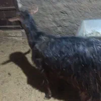 بزچاق جهت قربانی وزن حدود40