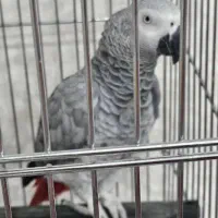 کاسکو دم قرمزی