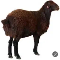گوسفند زنده