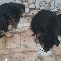 سگ دوبرمن|سگ|کارون, |دیوار