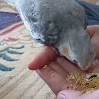 عروس هلندی اماده دستی کردن|پرنده|رامشیر, |دیوار