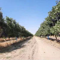 خدمات باغ سم پاشی علفزنی هرس و