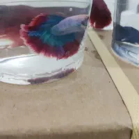 گوپی آنجل کالر زبرا فایتر پلاتی لجنخوار کتفیش|ماهی|قزوین, |دیوار