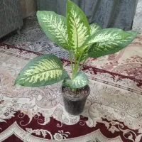 گلهای زیبا  و شاداب|گل و گیاه طبیعی|مشهد, اروند|دیوار