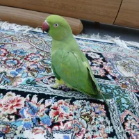 طوطی ملنگو ماده|پرنده|بوشهر, |دیوار