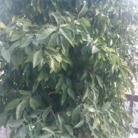 اجاره ۱دانگ چاه