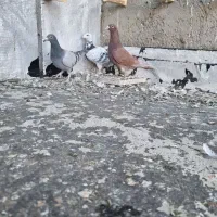 پرنده|پرنده|جغتای, |دیوار