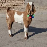کولار پاکستانی خوشکل
