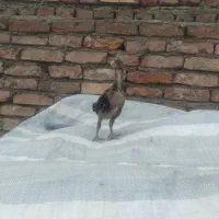 جوجه لاری اصل