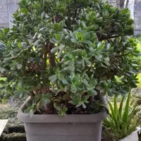 گل ثروت|گل و گیاه طبیعی|رودبنه, |دیوار