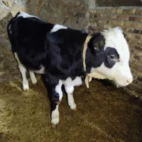 گوساله سیمینتال نر