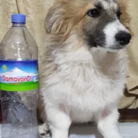 واگذاری توله سگ فیندو پاکوتاه اصیل