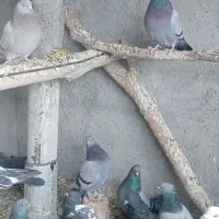 کبوترپرپریده آسمانی|پرنده|فرخ‌شهر, |دیوار