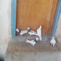 کبوتر جوانه