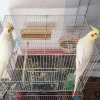 عروس هلندی سخنگو