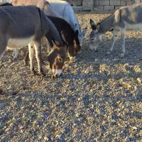 الاغ نر و ماده