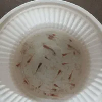 بچه گوپی|ماهی|مشهد, ادیب نیشابوری (شهرک غرب)|دیوار