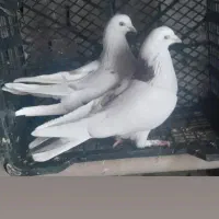 کبوتر  پرشی