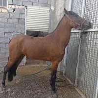 فروش کره مادیان