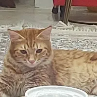 گربه دی ال اچ و کالیکو