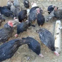 ۲۰ عدد بوقلمون ۲۰ عدد مرغ|حیوانات مزرعه|بروجرد, |دیوار